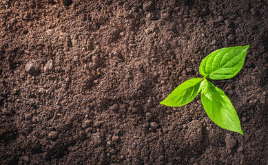 Young sapling growing in soil