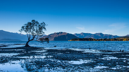 The famous Lonely tree of Lake Wanaka and snowy Buchanan Peaks, South Island, New Zealand