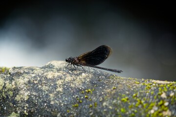 Dragonfly on the rock near waterfall