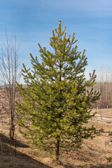 Green pine on a background of blue sky. Tree in full growth
