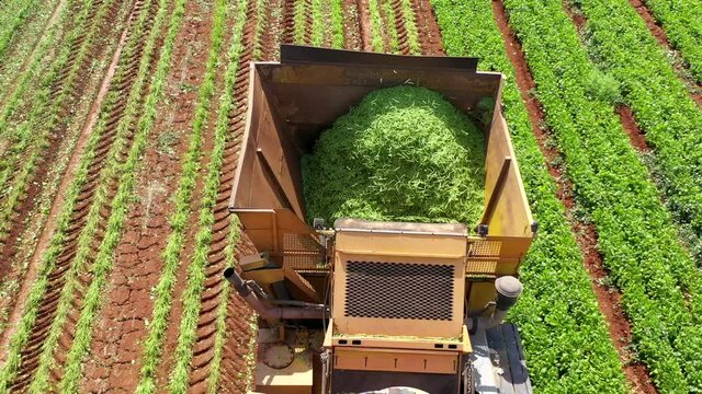 Green Beans picker processing a large field, bucket loaded with fresh picked Beans, Aerial view.