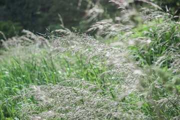 Tall grass with small kernels. Thin stalk. Overgrown field. Close view. Light green dense grass. Windy day. Nature. Flora.