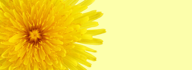 Flat lay bright yellow dandelion close-up. Background with copy space
