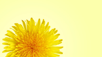 Bright yellow dandelion isolated on a light background with copy space