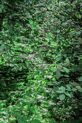 Fototapeta premium A ray of sunlight breaks through the leaves of tall trees. Deep green. Untouched nature. Sunset sun. Glare of light on round foliage.