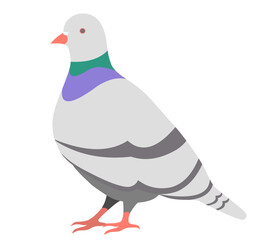 鳩 ハトPigeon グレー