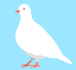 鳩 ハトPigeon 白