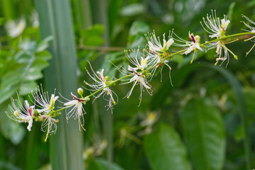Capparis micracantha flowers in forest