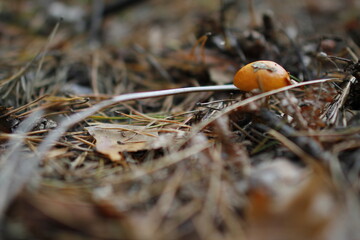 European forest close up in autumn