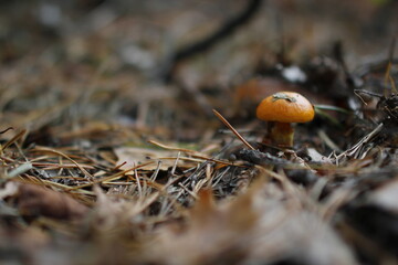 European forest close up in autumn