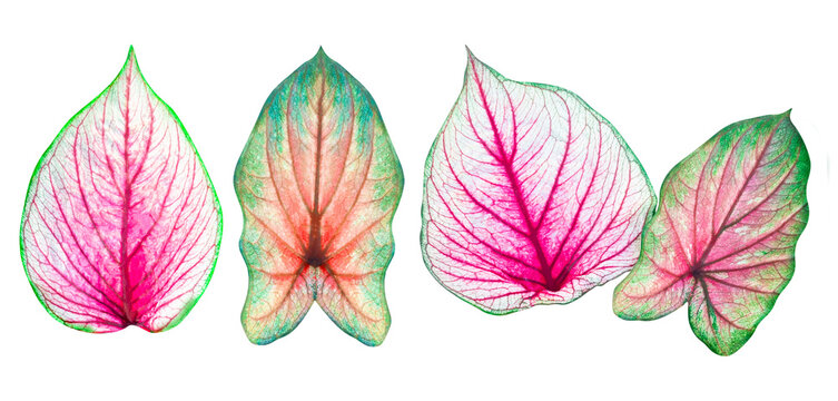 Set of bromeliad leaf