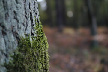 European forest close up in autumn