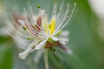 Capparis micracantha flower maco
