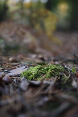 European forest close up in autumn