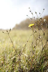 Fototapeta premium Flowers on the field close up