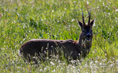 Male roe deer grazing in a meadow 