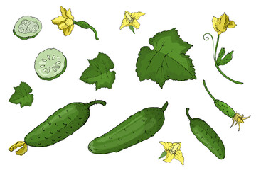 Vector set with green fresh cucumber. Isolated cucumbers with stems, leaves, yellow flowers, whole and sliced. Summer harvest. For template, cards, menu, cosmetic, dietary and medical brochures.