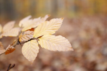 Beech forest in the Autumn