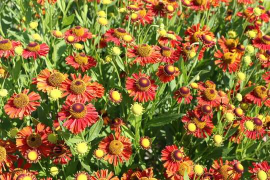Blooming gelenium in the summer garden