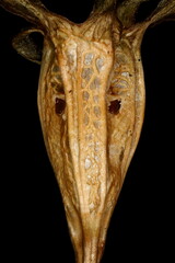 Obraz premium Peach-Leaved Bellflower (Campanula persicifolia). Fruit Detail Closeup