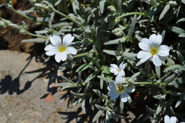 Gypsophila flowers is beautiful flower in tarnation family on floral nature backgrounds. Сlose up
