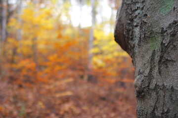 Beech forest in the Autumn