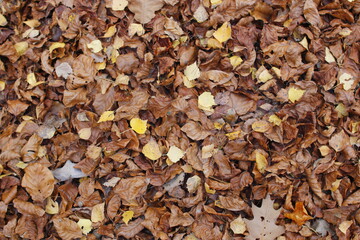 Golden Autumn in Poland