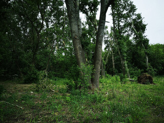 very beautiful forest in the park, looks charming and mysterious