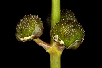 Arrowhead (Sagittaria sagittifolia). Female Inflorescence Closeup