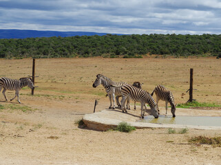 Zebras im Naturreservat im National Park Südafrika	