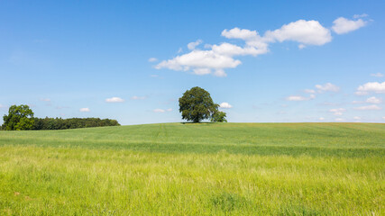 Fototapeta na wymiar Bavarian landscape with lonely tree, a field and blue sky with white clouds