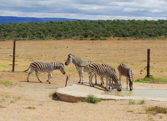 Fototapeta na wymiar Zebras im Naturreservat im National Park Südafrika 
