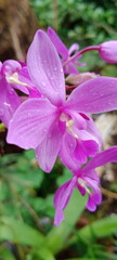 violet orchid  in the garden , kerala beauty