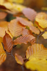 Golden Autumn in Poland