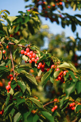 Red ripe cherries hanging on a tree branch
