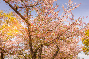 Cherry blossom during the spring