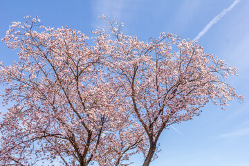 Cherry blossom during the spring