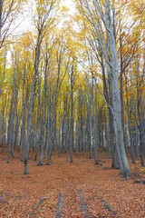 Beech forest in the Autumn