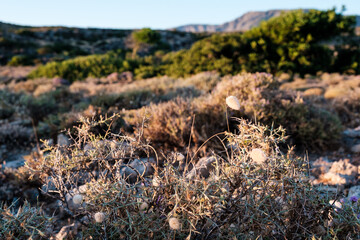 grass on the ground