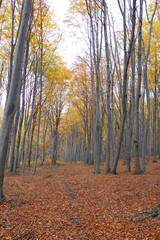 Beech forest in the Autumn