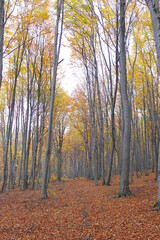 Fototapeta premium Beech forest in the Autumn