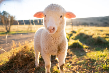 close up lamb 
