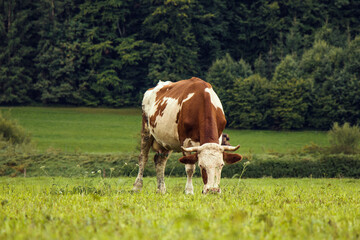 Fototapeta na wymiar Photo of brown and white cow on green sunny pasture with forest in the background in Alps, Austria