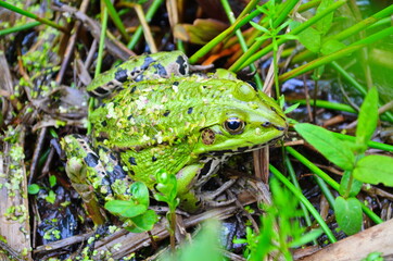 Green Frog, Lithobates clamitans, on log in a pond