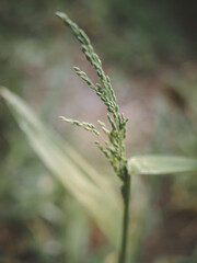 close up of green grass