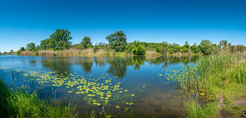 Obraz na płótnie Canvas Panoramic view over a pond near Elbe river with water lilies at sunny day and blue sky, Magdeburg, Germany