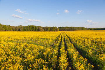 Fototapeta premium Spring horizontal landscape near Moscow with yellow field of rapeseed, forest on horizon and white cumulus humilis clouds in blue sky