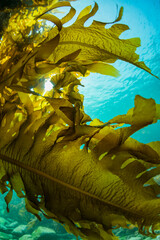 Seaweed and Sunlight
