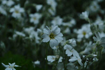 Gypsophila flowers is beautiful flower in tarnation family on floral nature backgrounds. Сlose up