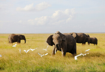 Obraz premium Elephants in Amboseli Nationalpark, Kenya, Africa .